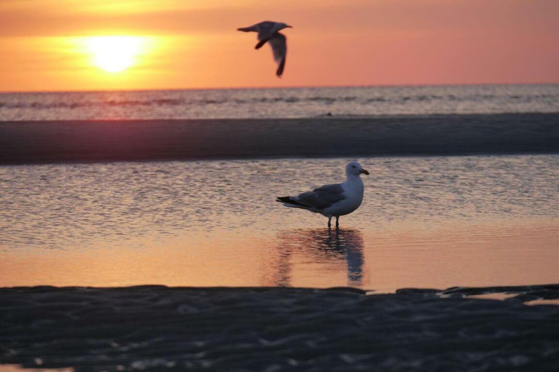 Fewo Buesum - Bella Mare - Nordseestrasse 3 المظهر الخارجي الصورة